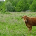 Limousin in natuurgebied Tienhoven
