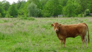 Limousin in natuurgebied Tienhoven